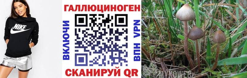 что такое наркотик  Дмитров  Псилоцибиновые грибы GOLDEN TEACHER 